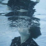 Out of Water Out of Water